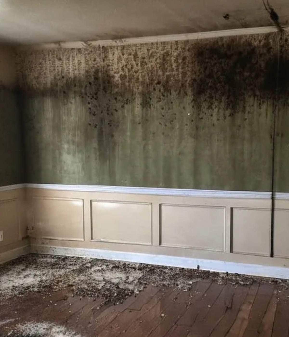 Mold Removal and Remediation in Austin, TX