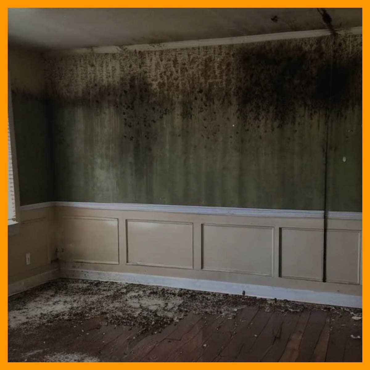 Mold Remediation and Removal in Austin, TX - AllDone Construction