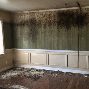 Mold Removal and Remediation - AllDone Construction